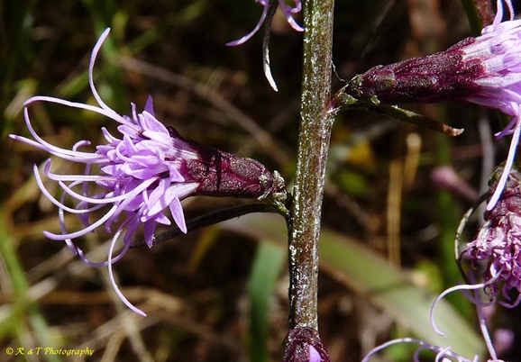 {Liatris elegantula}